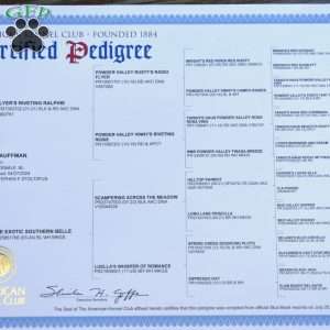 Bandit, Miniature Poodle Puppy