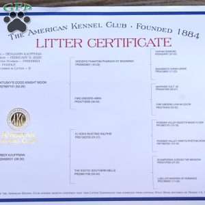 Bandit, Miniature Poodle Puppy