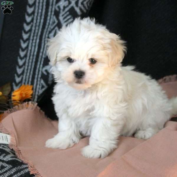 Minnie, Teddy Bear Puppy