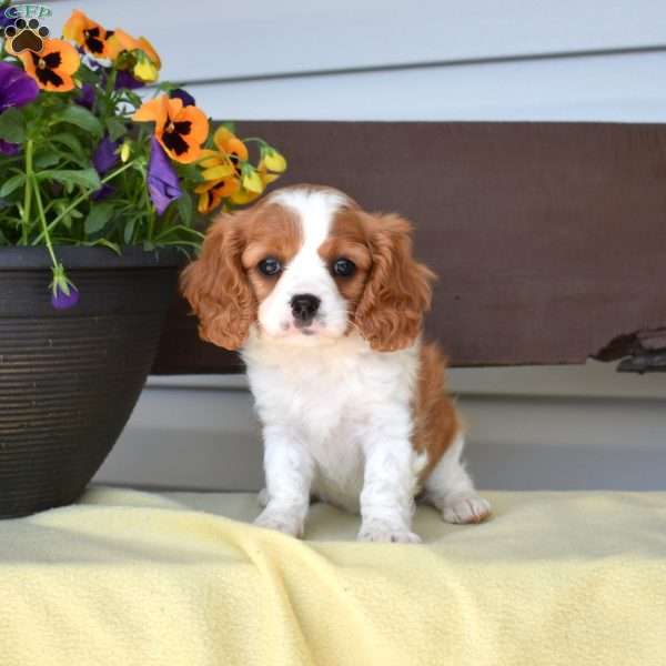 Minnie, Cavapoo Puppy