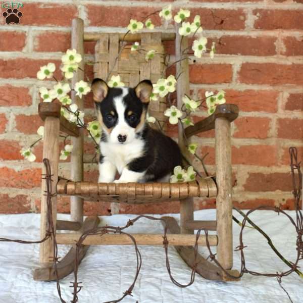 Minnie, Pembroke Welsh Corgi Puppy