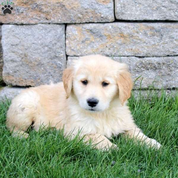 Minnie, Golden Retriever Puppy