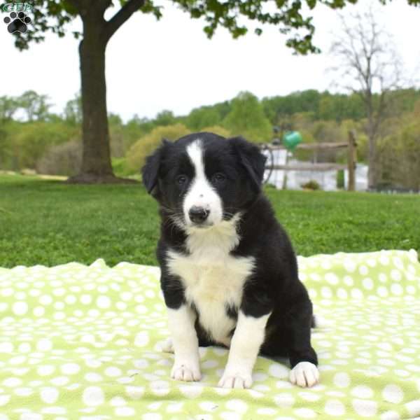 Minnie, Border Collie Puppy