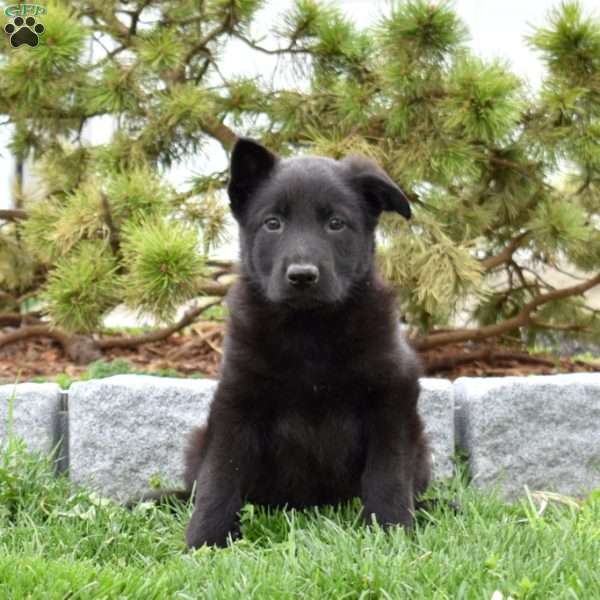 Minnie, German Shepherd Puppy