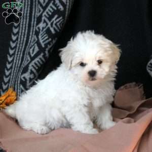 Minnie, Teddy Bear Puppy