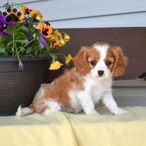 Minnie, Cavapoo Puppy