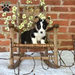 Minnie, Pembroke Welsh Corgi Puppy