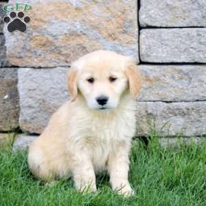 Minnie, Golden Retriever Puppy