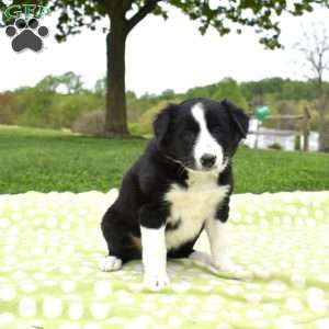Minnie, Border Collie Puppy
