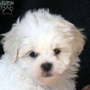 Minnie, Teddy Bear Puppy