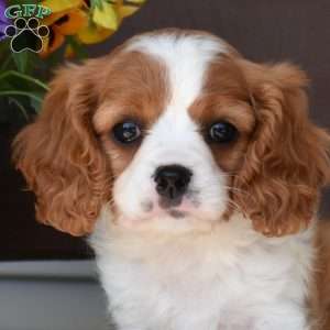 Minnie, Cavapoo Puppy