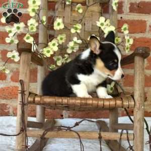 Minnie, Pembroke Welsh Corgi Puppy