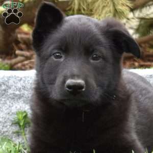 Minnie, German Shepherd Puppy