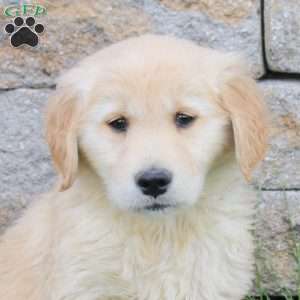 Minnie, Golden Retriever Puppy