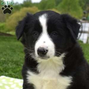 Minnie, Border Collie Puppy