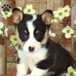 Minnie, Pembroke Welsh Corgi Puppy