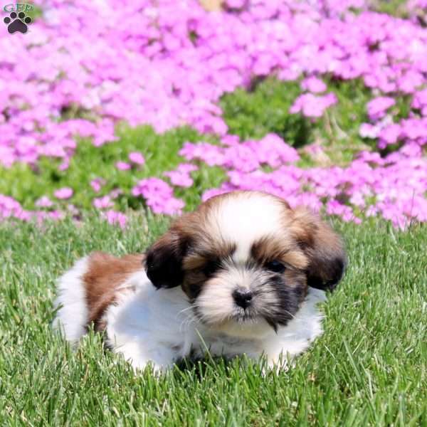 Misha, Shih Tzu Puppy