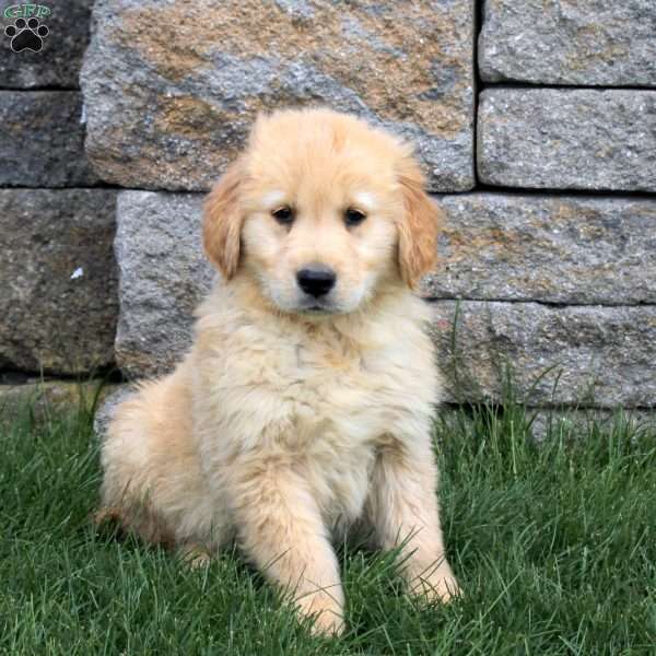 Mister, Golden Retriever Puppy