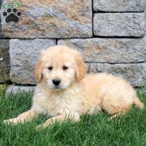 Mister, Golden Retriever Puppy