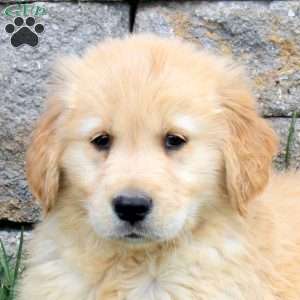 Mister, Golden Retriever Puppy