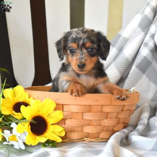 Misty-Mini, Dachshund Puppy