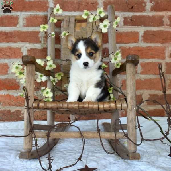 Misty, Pembroke Welsh Corgi Puppy