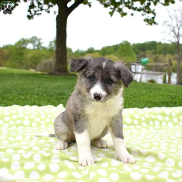 Misty, Border Collie Puppy
