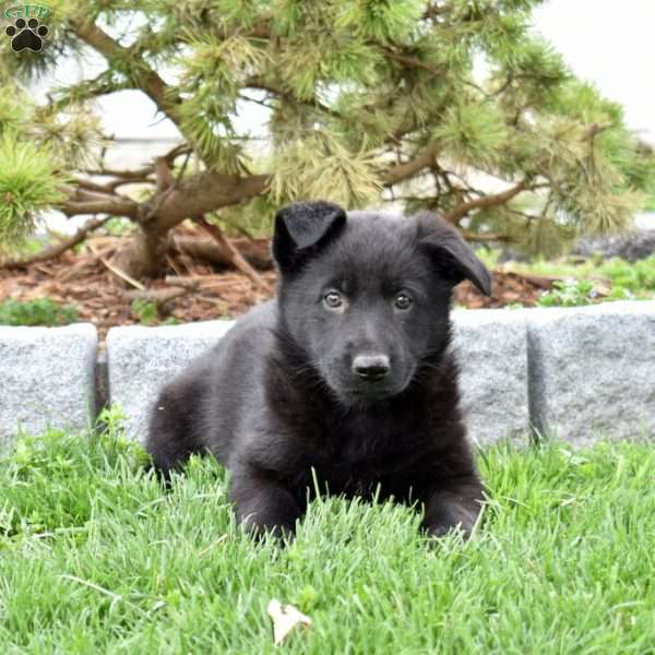 Misty, German Shepherd Puppy