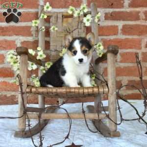 Misty, Pembroke Welsh Corgi Puppy