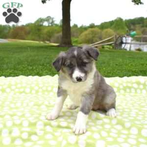 Misty, Border Collie Puppy