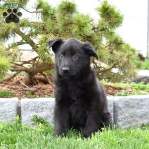 Misty, German Shepherd Puppy