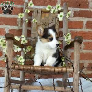 Misty, Pembroke Welsh Corgi Puppy