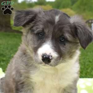 Misty, Border Collie Puppy
