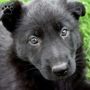 Misty, German Shepherd Puppy