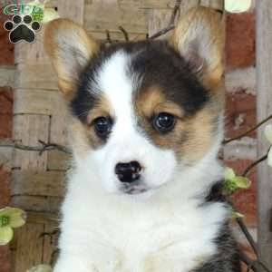 Misty, Pembroke Welsh Corgi Puppy