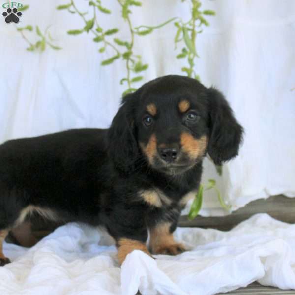 Mitch-Mini, Dachshund Puppy