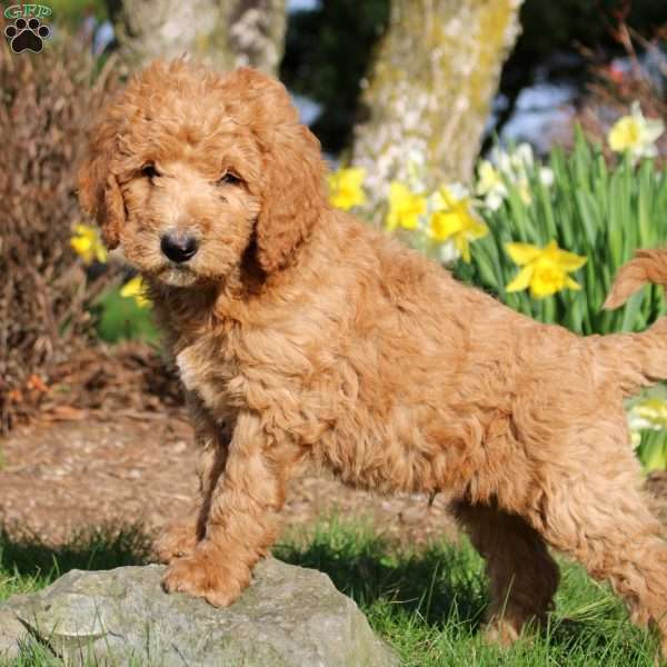 Mitch, Mini Labradoodle Puppy
