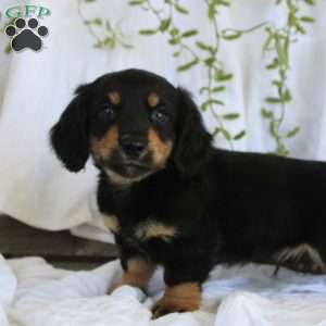 Mitch-Mini, Dachshund Puppy