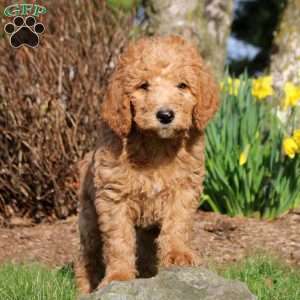 Mitch, Mini Labradoodle Puppy