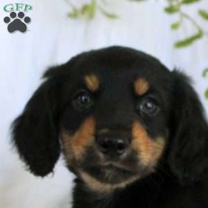 Mitch-Mini, Dachshund Puppy