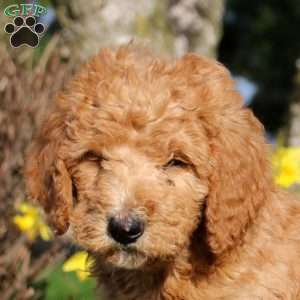 Mitch, Mini Labradoodle Puppy