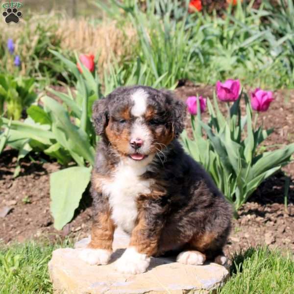 Mitchell, Mini Bernedoodle Puppy