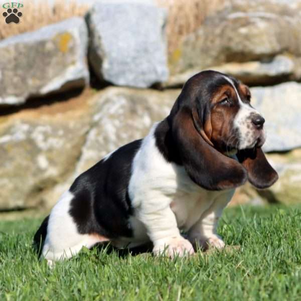 Mitzy, Basset Hound Puppy