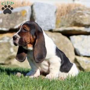 Mitzy, Basset Hound Puppy