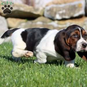 Mitzy, Basset Hound Puppy