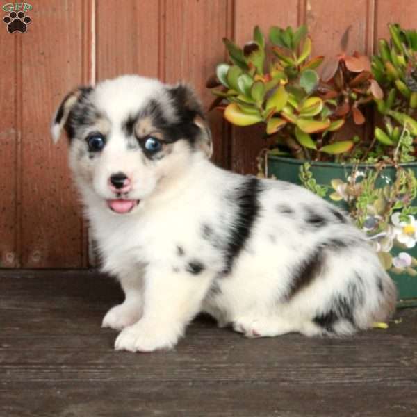 Molly, Pembroke Welsh Corgi Puppy