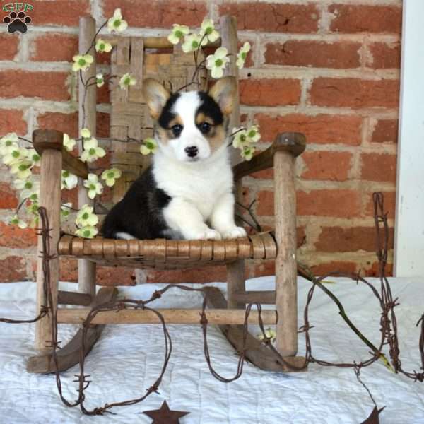 Molly, Pembroke Welsh Corgi Puppy