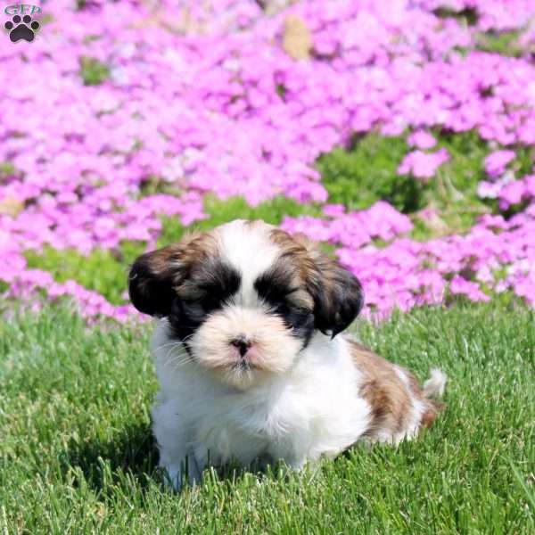 Molly, Shih Tzu Puppy