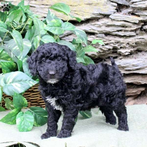 Molly, Miniature Poodle Puppy
