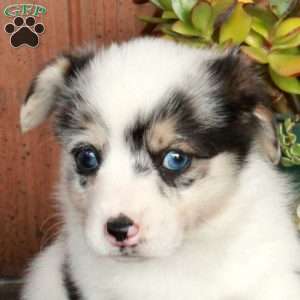 Molly, Pembroke Welsh Corgi Puppy